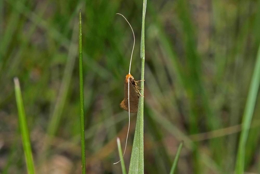 Nematopogon cfr. swamme.r.d.amella